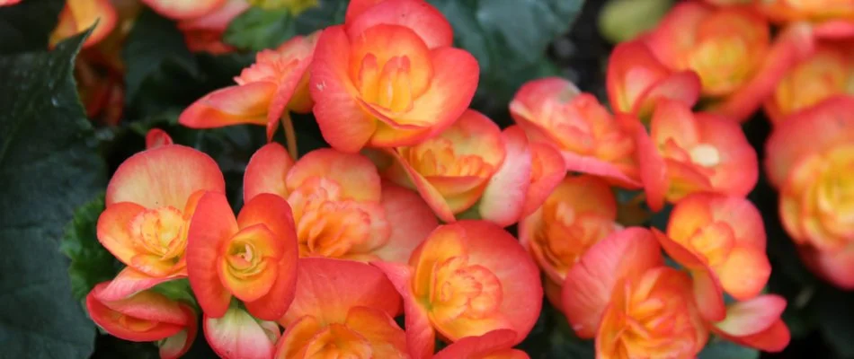 Bright begonias on a landscape in West Palm Beach, FL.