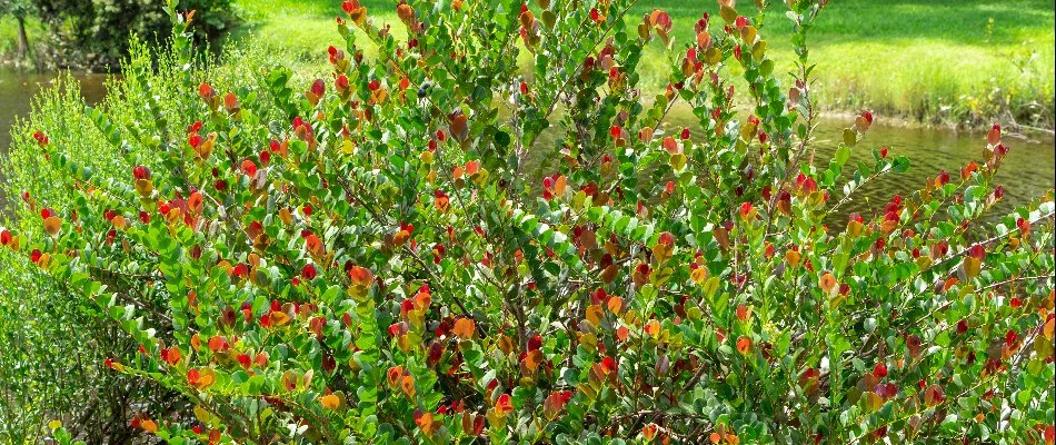 Cocoplum plant on a landscape in West Palm Beach, FL.