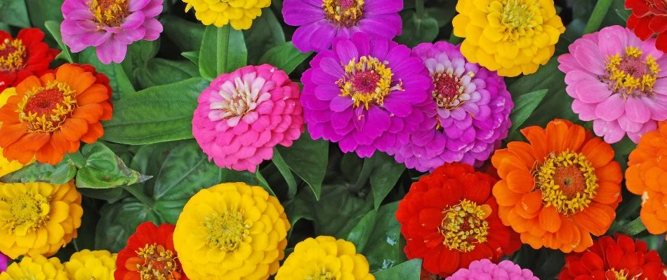 Colorful zinnia flowers in Atlantis, FL.