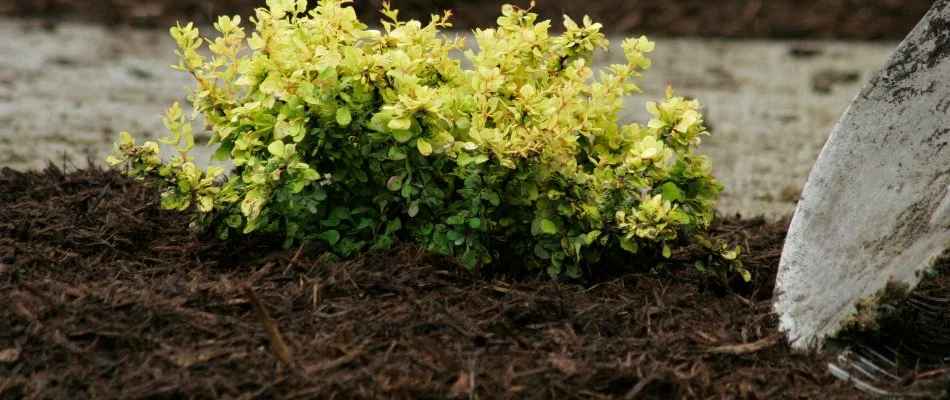 Landscape in West Palm Beach, %state%%, with dark brown mulch and yellow flowers.