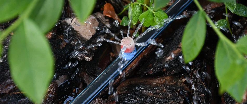 Emitter of drip irrigation system on a landscape in West Palm Beach, FL.