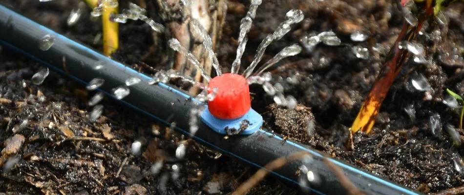 Emitter of a drip irrigation system in West Palm Beach, FL.