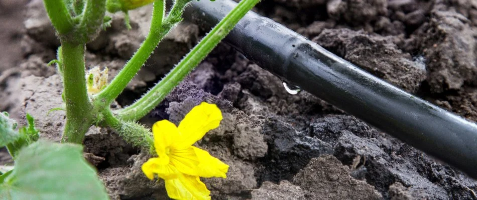 Drip irrigation line near a yellow flower in Jupiter, FL.