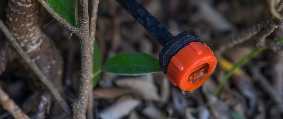 Emitter of a drip irrigation system in West Palm Beach, FL.