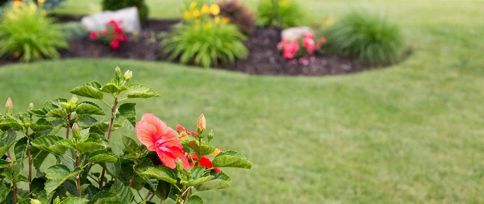 A hibiscus flower, lawn, and landscape bed in Jupiter, FL.