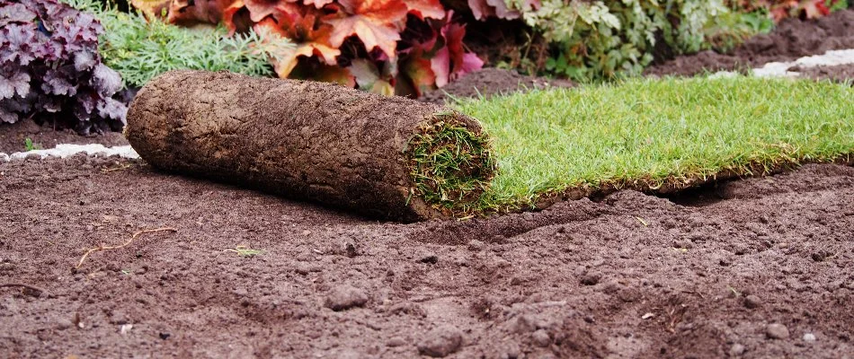 Installing a roll of sod on soil in West Palm Beach, FL.