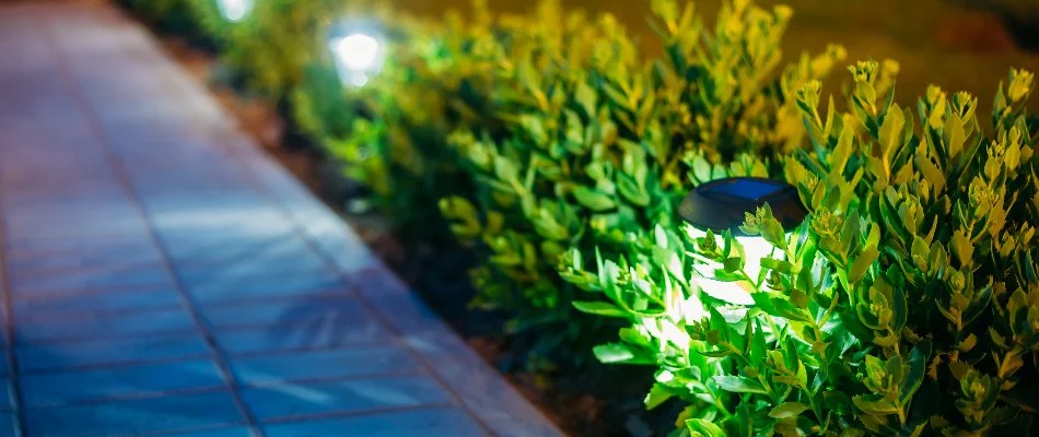 LED lights on shrubs in West Palm Beach, FL, along a pathway.