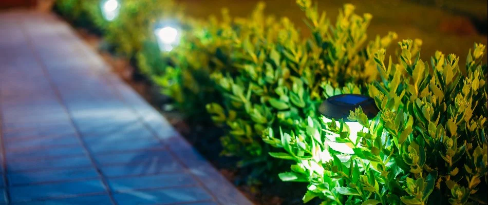 Lights in shrubs along a walkway in West Palm Beach, FL.