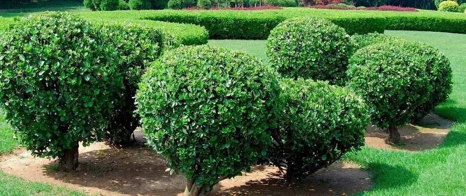 Neatly trimmed shrubs in West Palm Beach, FL.