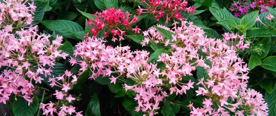 Pink and red pentas with lush green foliage in West Palm Beach, FL.