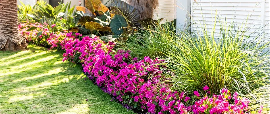 Purple flowers and shrubs in a landscape in Lake Worth Beach, FL.