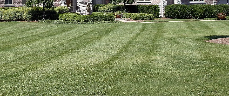 Shrubs in West Palm Beach, FL, near a lawn with mowing pattern.