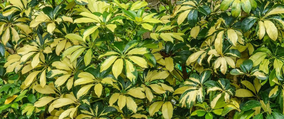 Trinette plant on a landscape in West Palm Beach, FL.