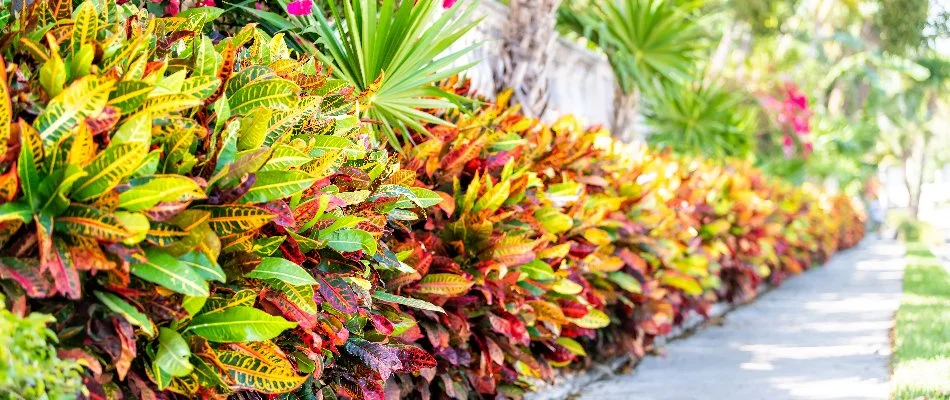 Tropical plants along a sidewalk in Greenacres, FL.