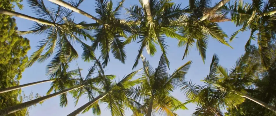 Upward angle view of palm trees in West Palm Beach, FL.