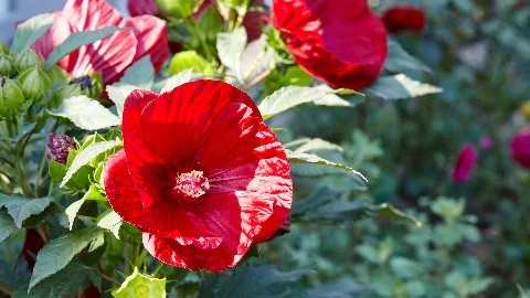 Hibiscus flowers in landscaping at home in Palm Beach, FL.