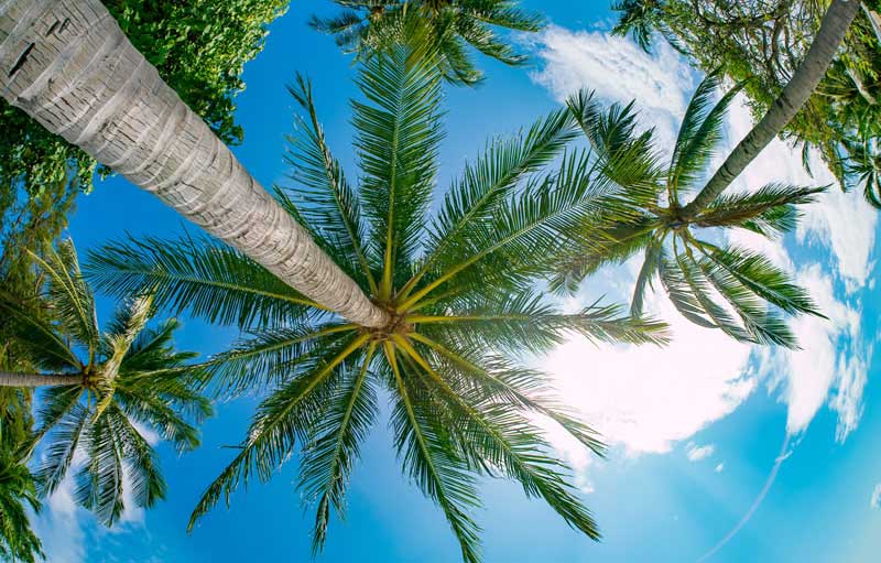 Lawn Sprinkler Repair Palm Beach Gardens Evergreen Sprinkler and Landscape Services West Palm